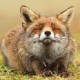 Foxez
